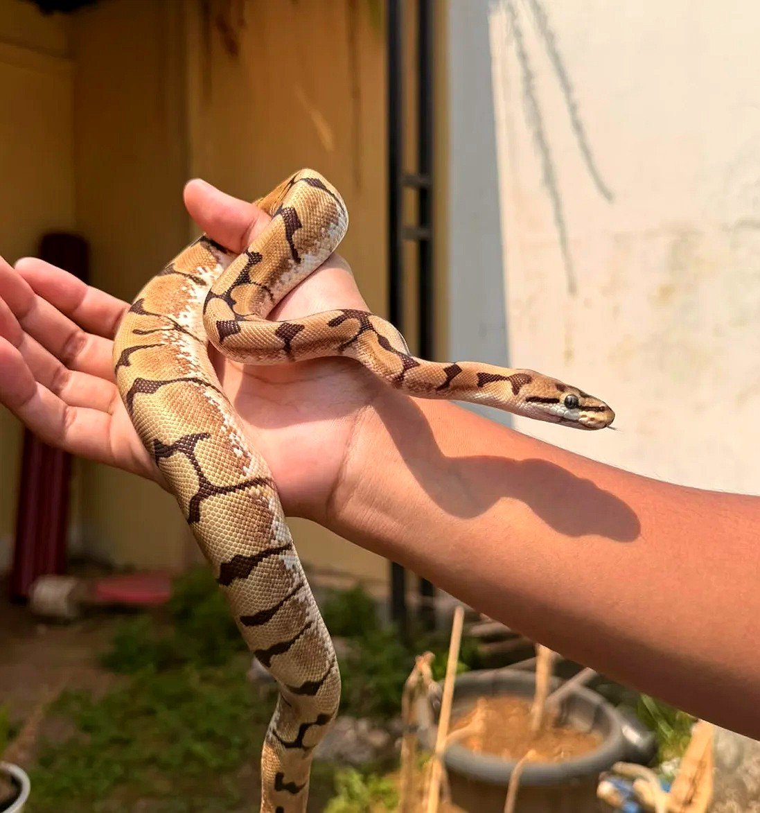 Spider Enchi (Stinger Bee) - Ular eksotis dari TerraZora
