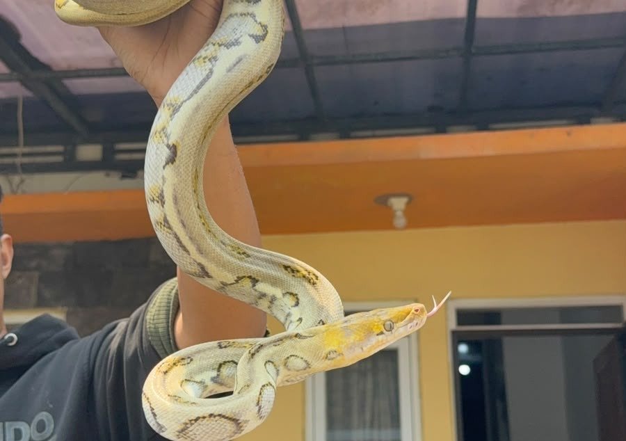 Retic Harley Platinum het Caramel 66% - Ular eksotis dari TerraZora