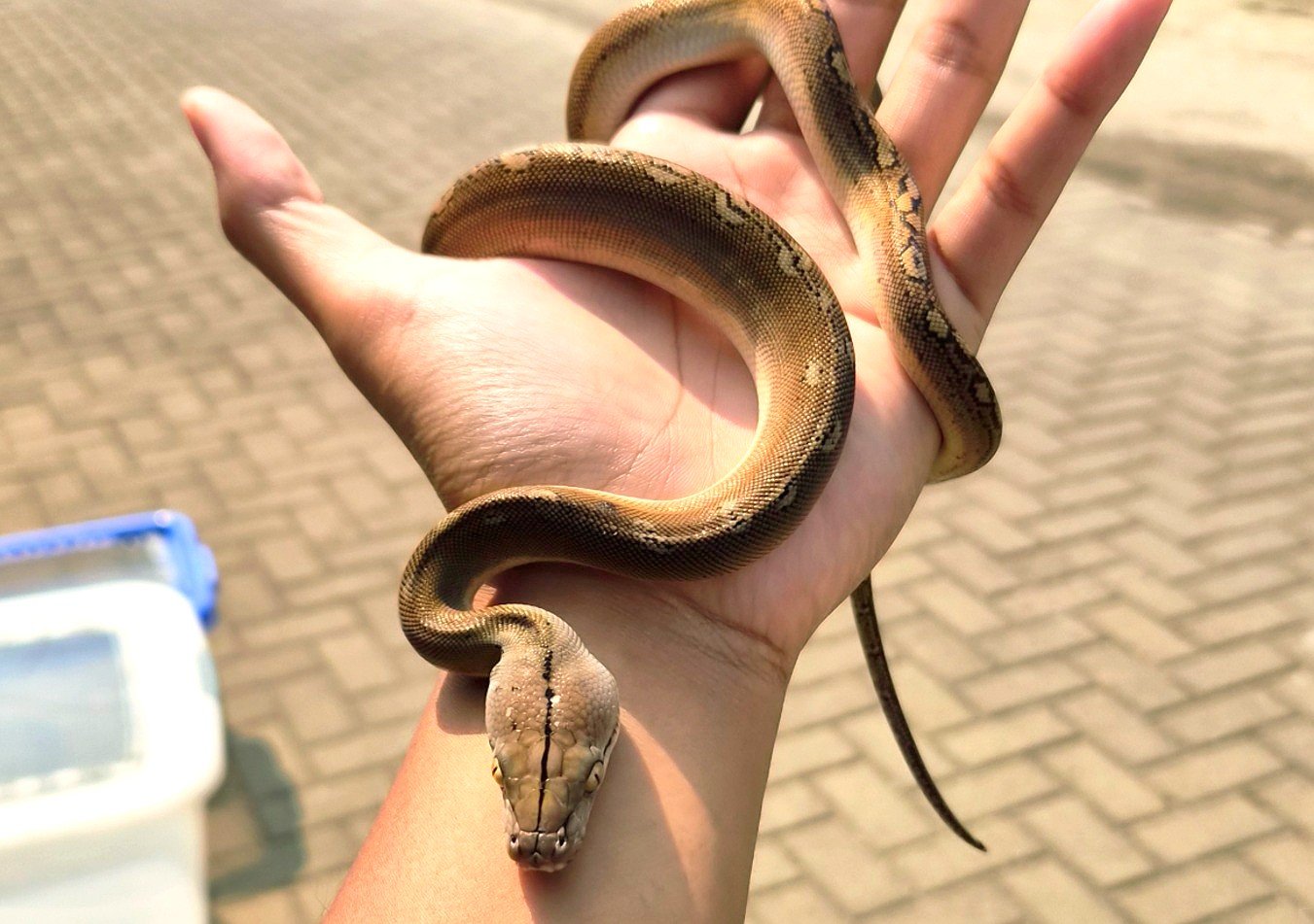 Retic Bacan Motley - Ular eksotis dari TerraZora