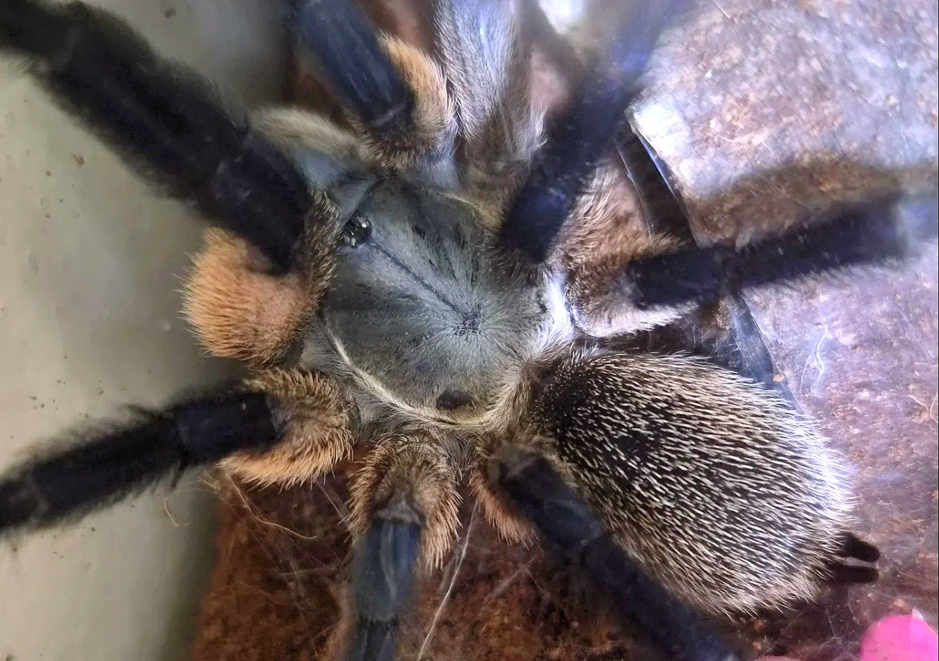 Monocentropus Balfouri (Blue Baboon) - Tarantula eksotis dari TerraZora