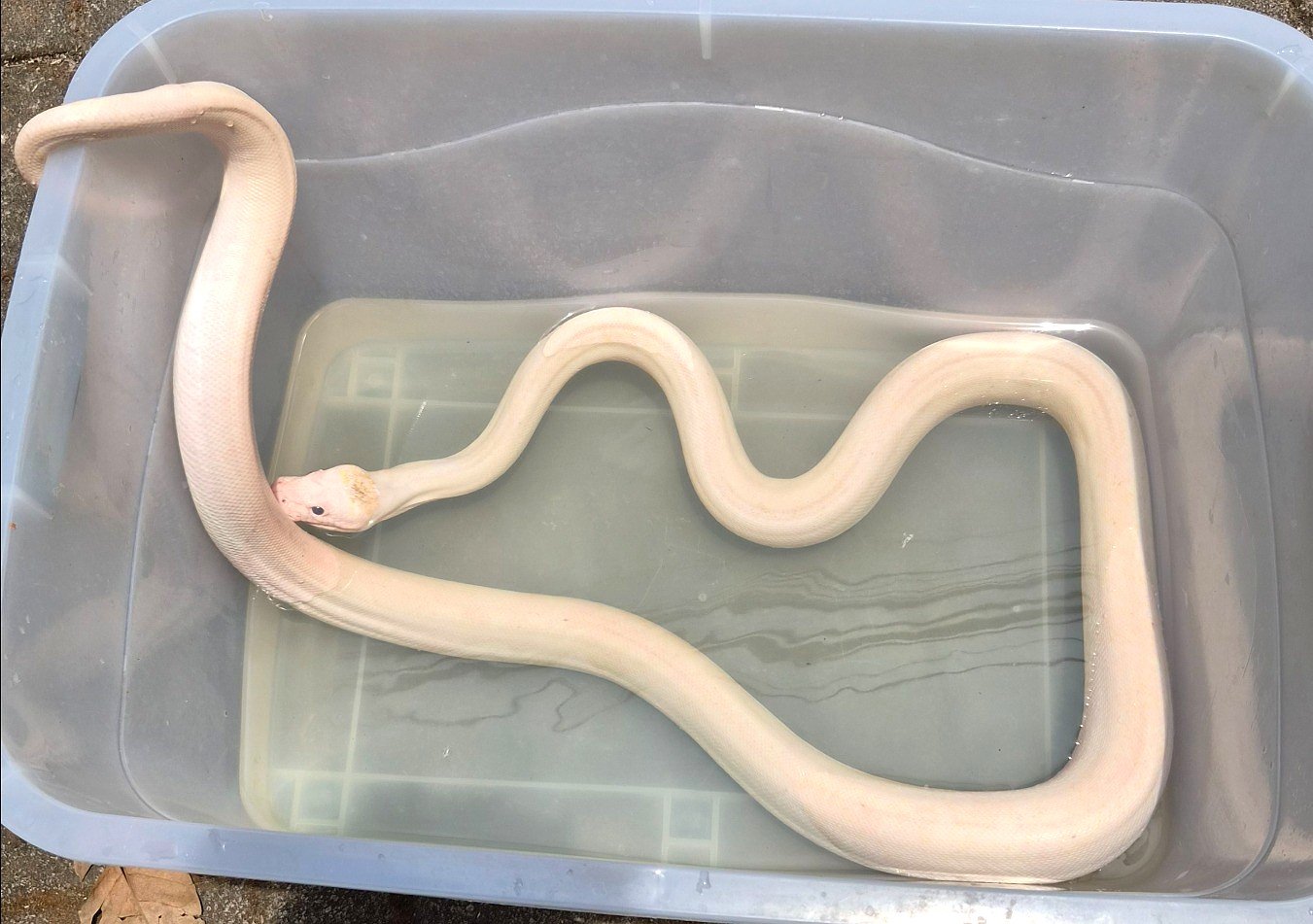Ivory Retic het Albino WhitePhase - Ular eksotis dari TerraZora