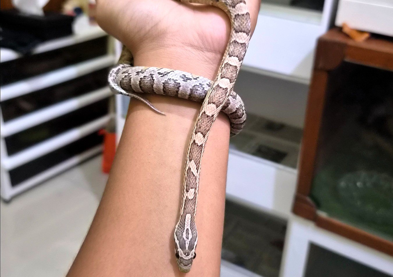Cornsnake Anery - Ular eksotis dari TerraZora