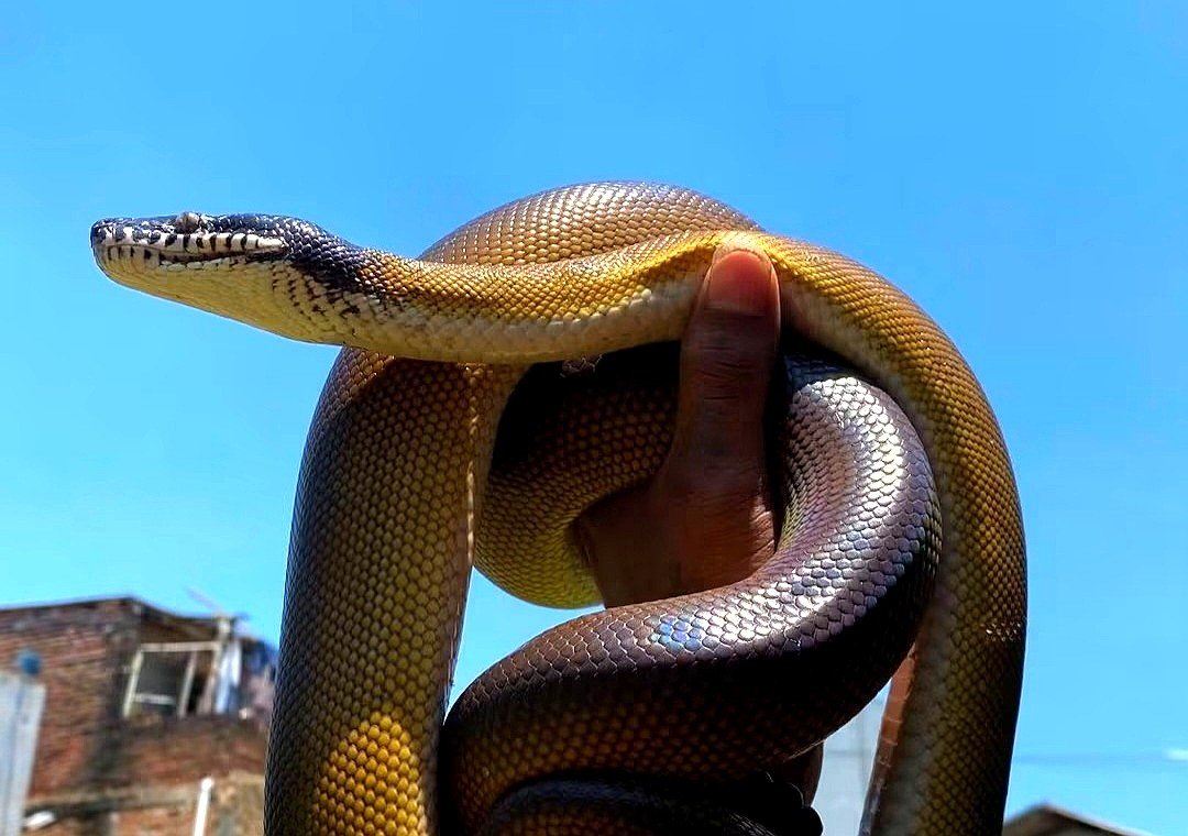 Gold Albert Adult - Ular eksotis dari TerraZora