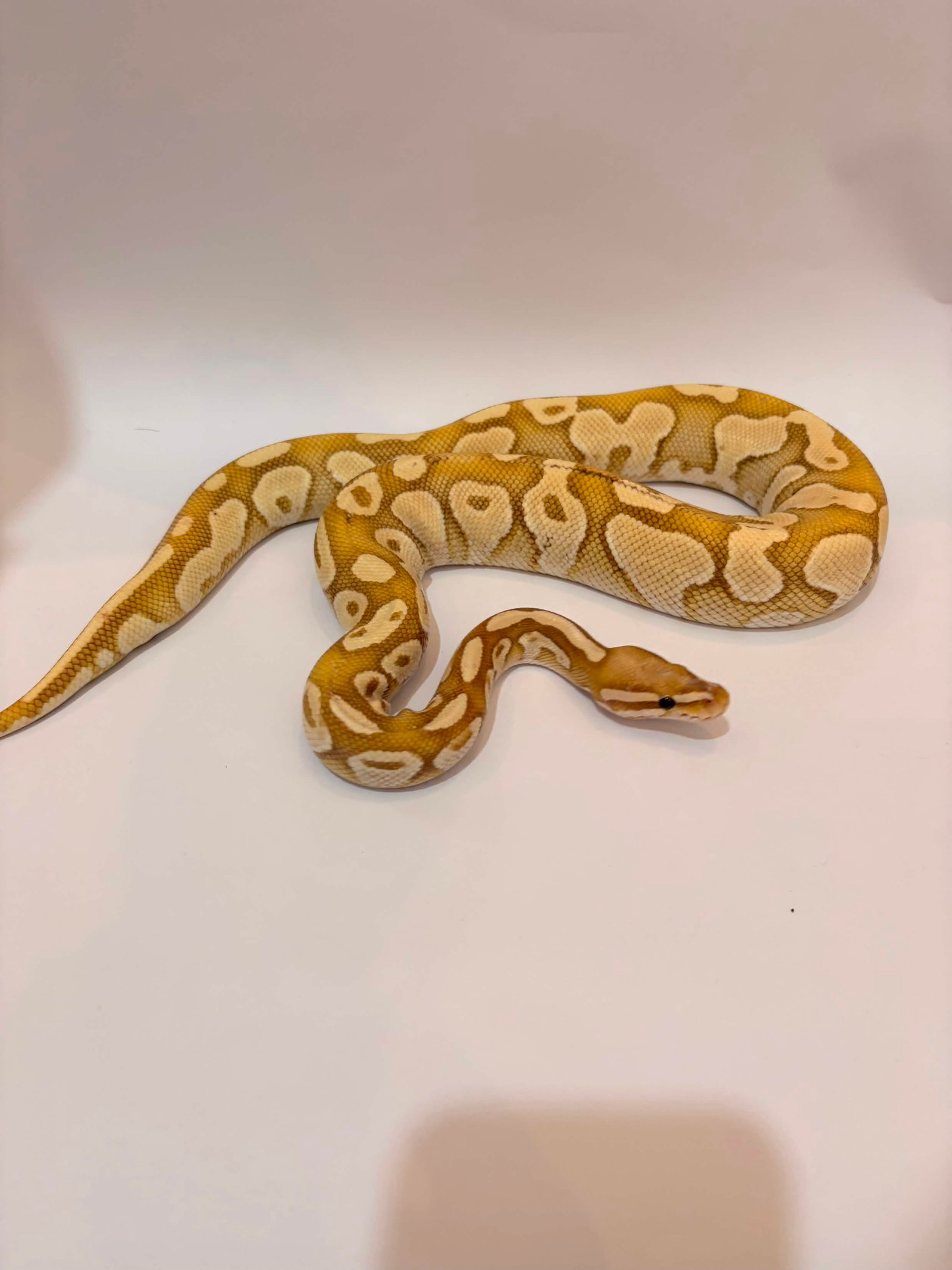 Banana Lesser Enchi Proven - Ular eksotis dari TerraZora