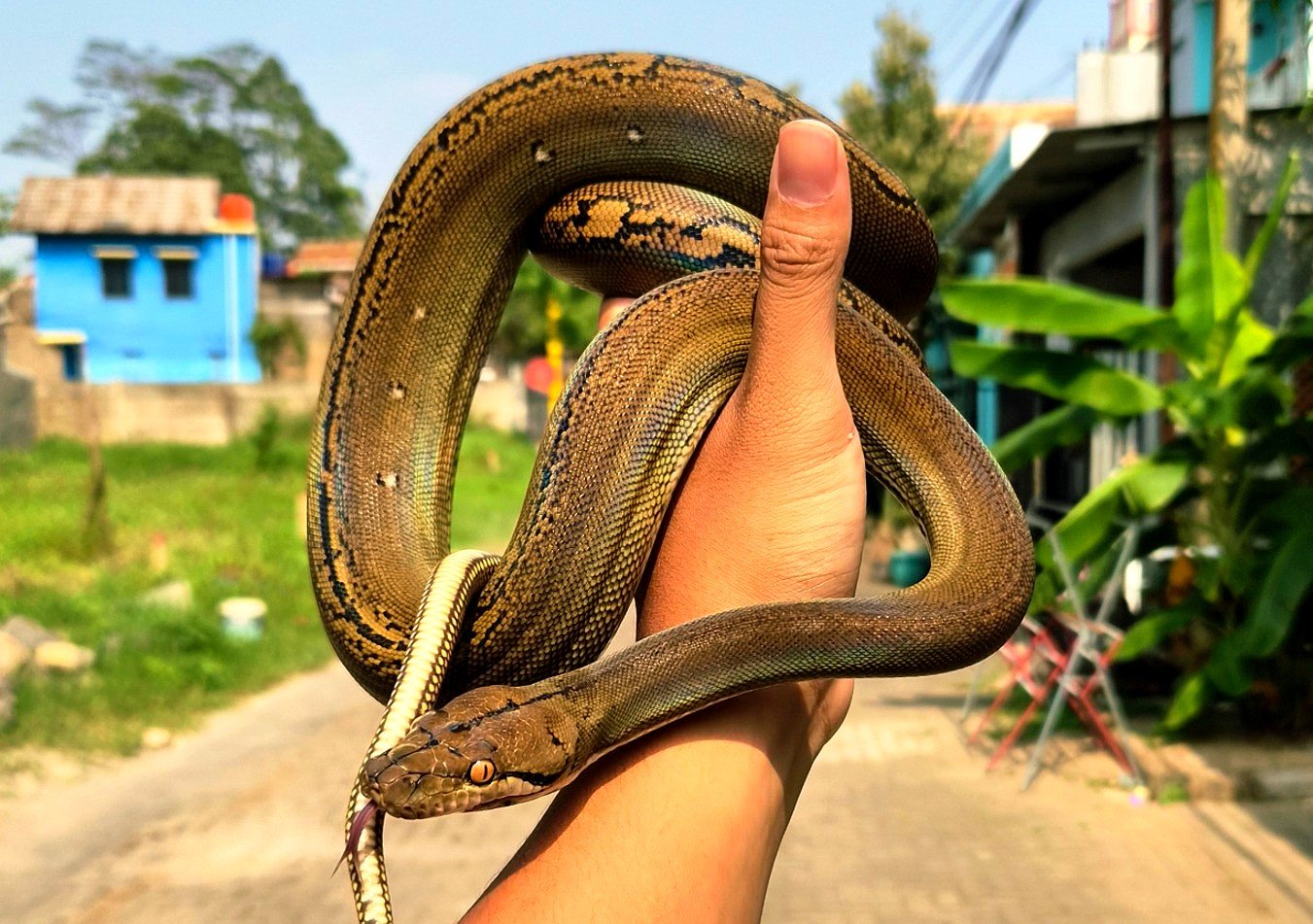Retic Golden Child - Ular eksotis dari TerraZora